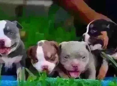 The Benefits of Goat’s Milk for Dogs (2025): Digestion, Allergies, Immunity & More