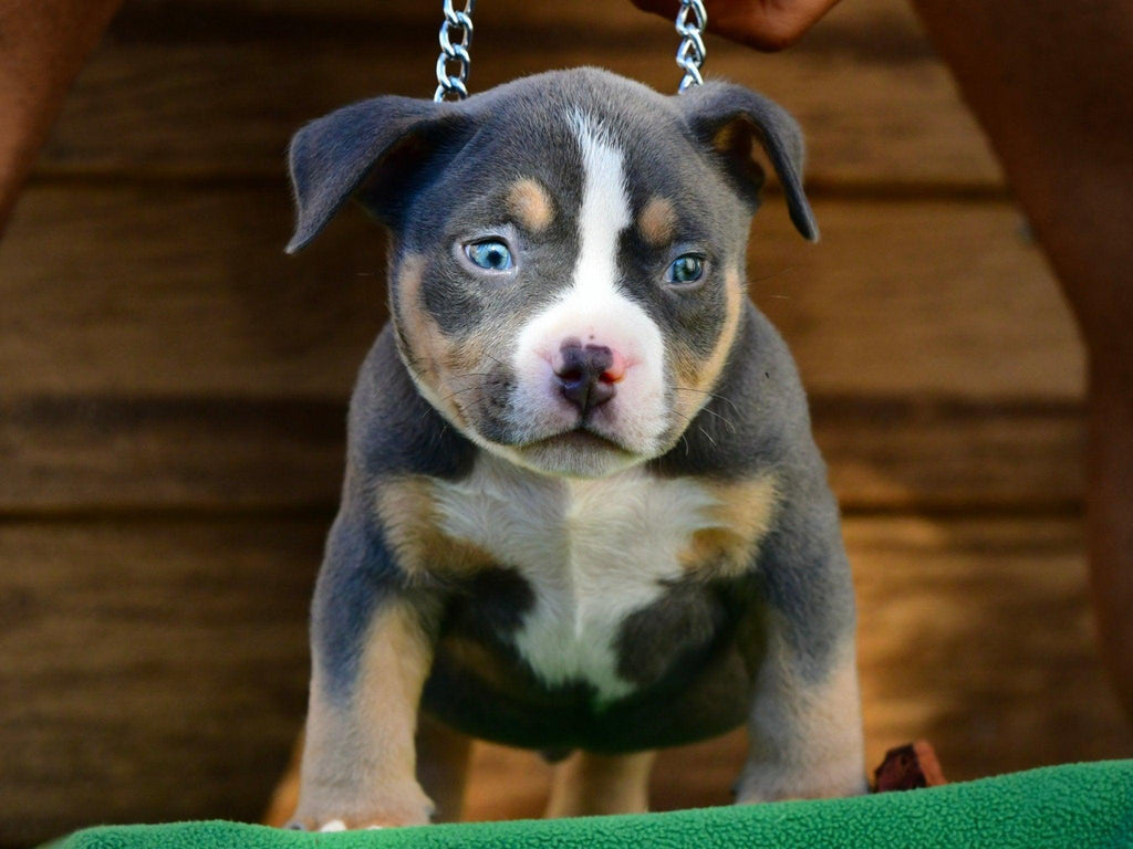 The Ultimate 2025 Guide to American Bully Stud Service & Pocket Bully Puppies - Venomline Pocket Bully Breeders