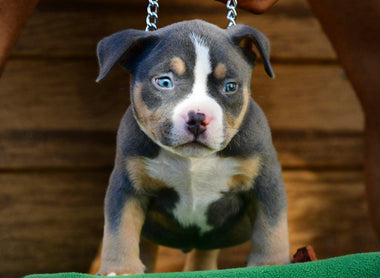 The Ultimate 2025 Guide to American Bully Stud Service & Pocket Bully Puppies