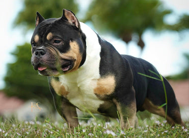 Top 2025 American Bully Studs | Elite Pocket & Micro Males From Venomline