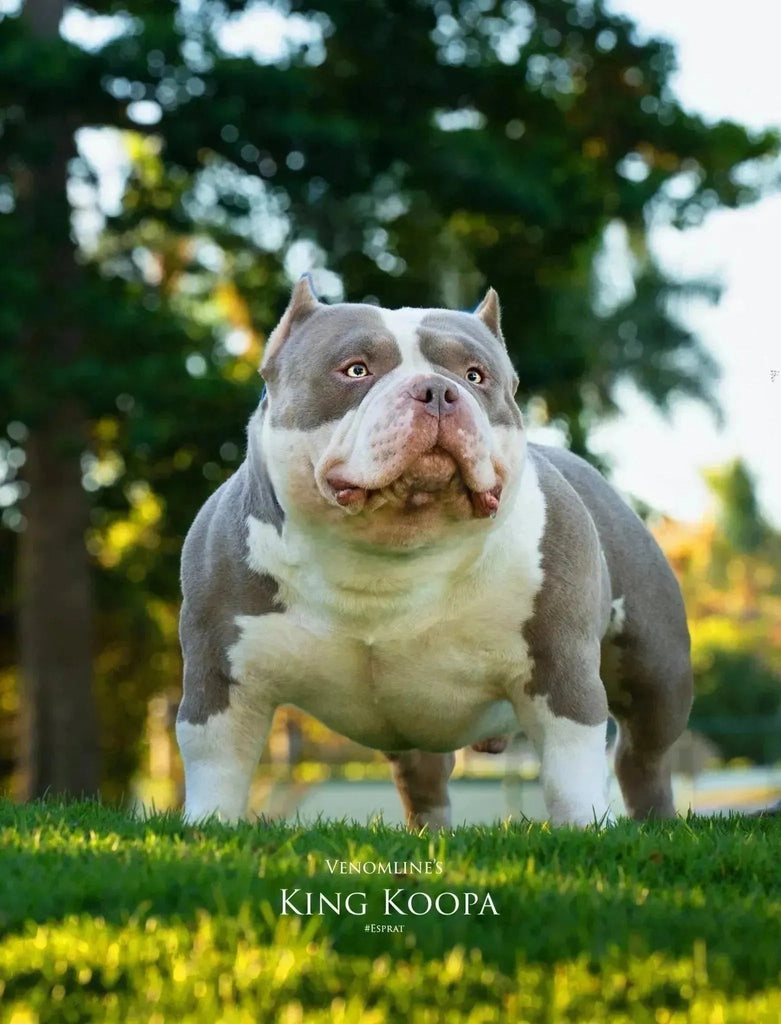 Top American Bully Studs 2025: Elite Pocket Bully Bloodline - Venomline Pocket Bully Breeders
