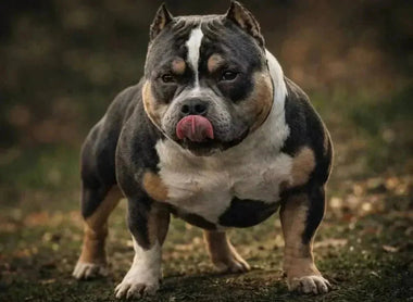 Pocket Bully Studs (2026): Proven Producers & Stud Success