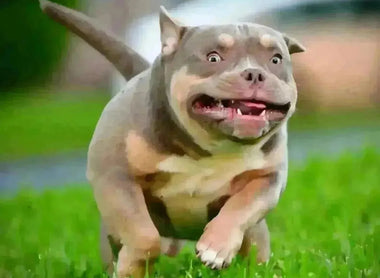 Top Pocket Bully Breeders USA 2025 | Venomline Kennel Guide