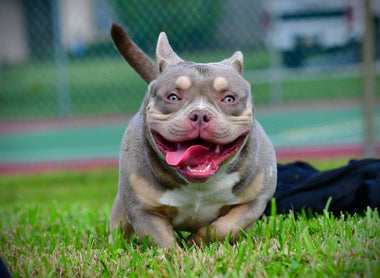 American Bully Health & Nutrition 2025 | Venomline Diet Guide