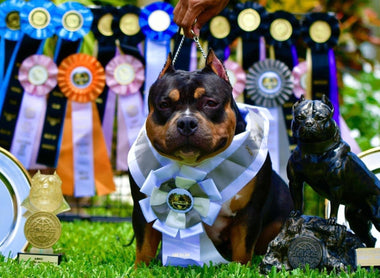 Ultimate Guide to Choosing a Puppy: Breeder’s Selection Process