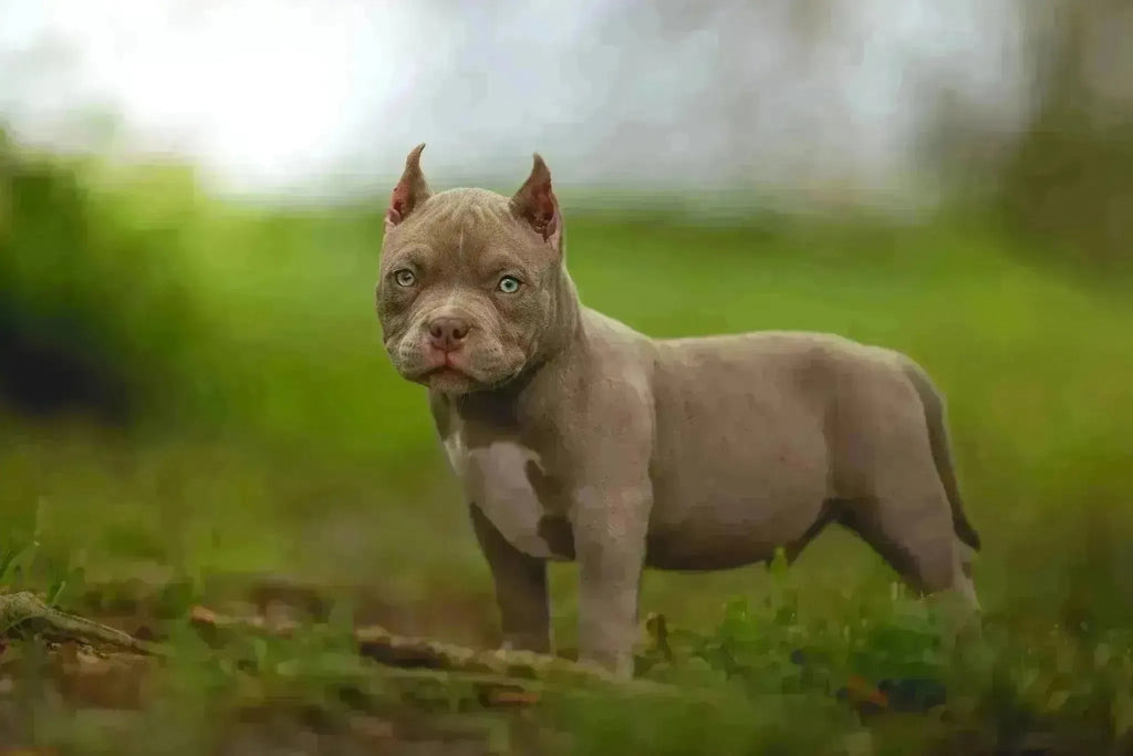 Ultimate Guide to Choosing a Puppy: Understanding the Breeder’s Selection Process-Venomline | Texas Size Bullies | Top Pocket Bully Kennel