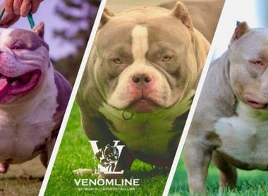 Unveiling the Reign of Venomline: The #1 American Bully Bloodline