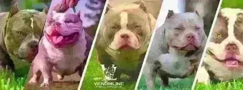 Unveiling the Reign of Venomline: The #1 American Bully Bloodline-Venomline | Top Pocket American Bully Breeder