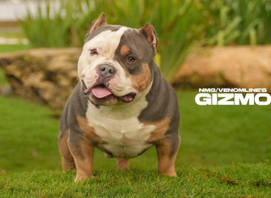 American Bully Market Report 2026: Market Size, Prices, Costs & Outlook