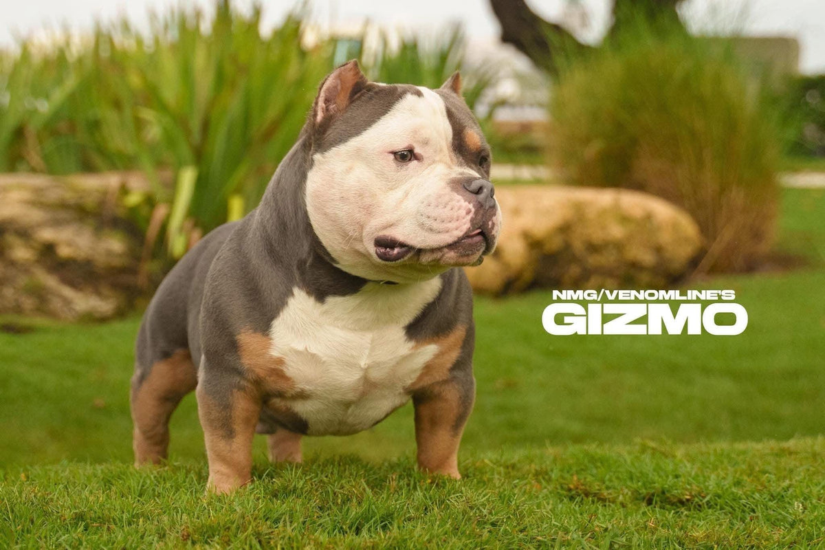 Venomline’s Gizmo—production-bred Pocket Bully representing proven quality in a saturated American Bully market