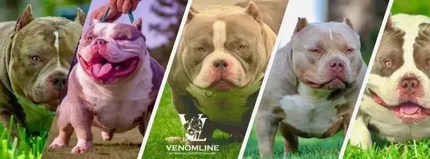 Venomline American Bully Bloodline (2025): #1 Pocket Bully Program - Venomline Pocket Bully Breeders
