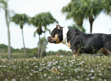 Best Pocket Bully Breeders USA 2025 | Venomline Official Guide