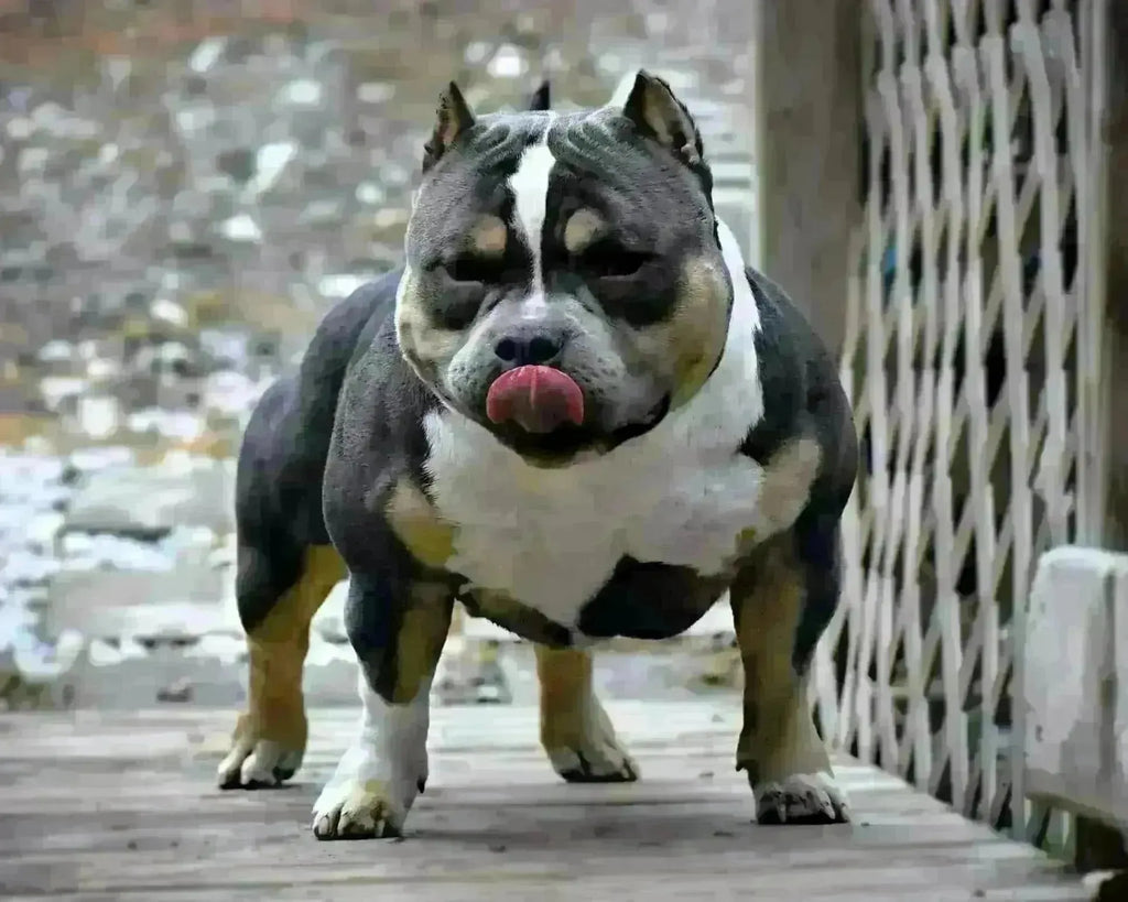 ABKC Champion Homicide: Top Producing American Bully Stud (2025)-Venomline | Texas Size Bullies | Top Pocket Bully Kennel
