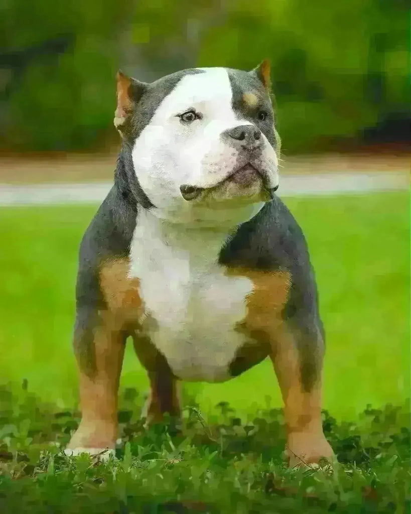 American Bully Socialization: Ensuring Well-Rounded Companions-Venomline | Top Pocket American Bully Breeder