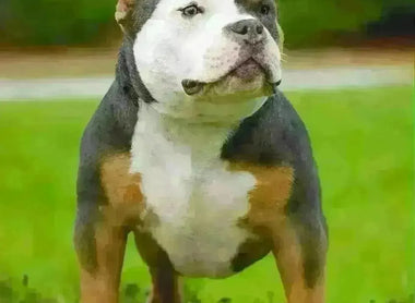 American Bully Socialization: Ensuring Well-Rounded Companions