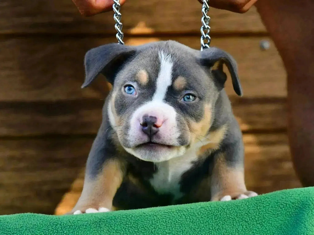 American Bully Temperament: The Definitive Guide (2025)-Venomline | Top Pocket American Bully Breeder