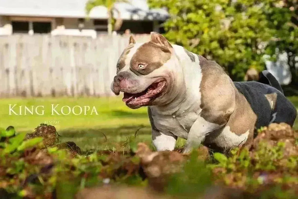 Debunking American Bully Myths: Venomline Sets the Record Straight-Venomline | Top Pocket American Bully Breeder