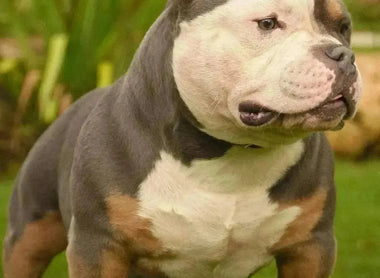 How to Choose the Perfect Pocket Bully Puppy (2025)