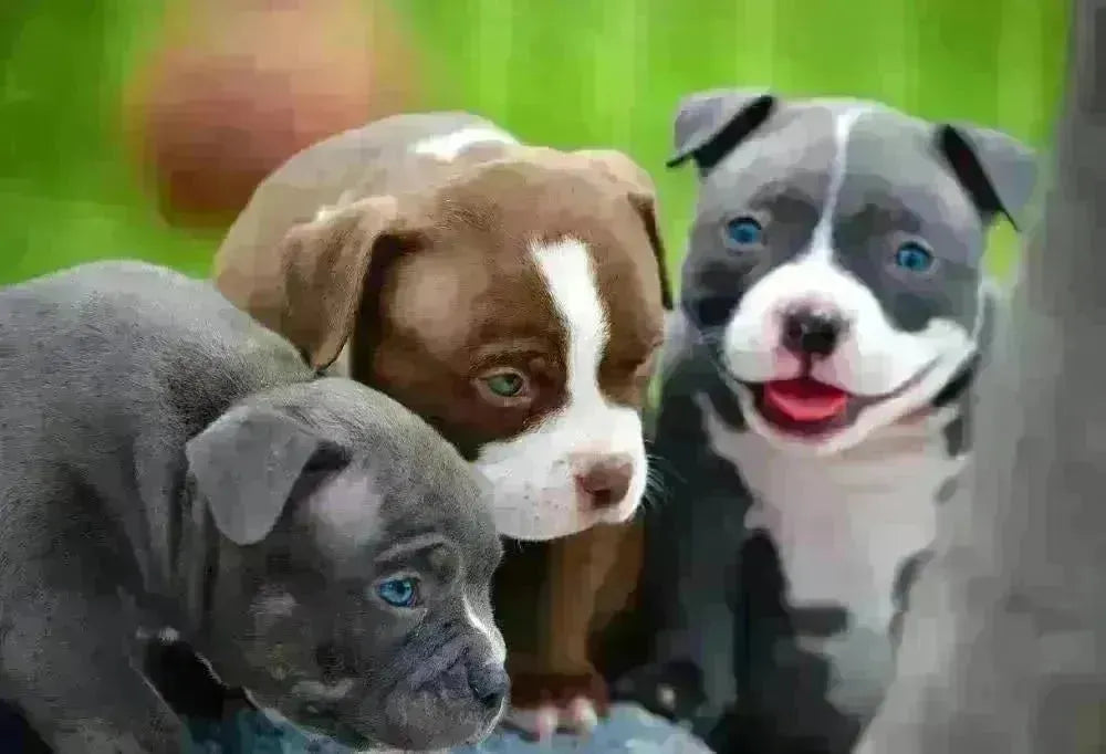 Pups to Adults: 9 Incredible American Bully Transformations You Have to See To Believe!-Venomline | Texas Size Bullies | Top Pocket Bully Kennel