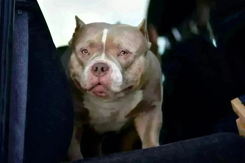 The American Bully Market Is Saturated in 2025 — Here’s Why Real Quality Still Rises Above the Hype-Venomline | Texas Size Bullies | Top Pocket Bully Kennel