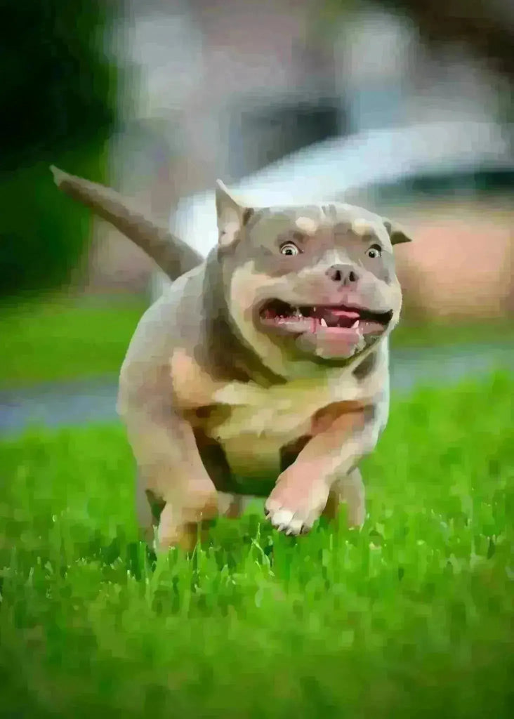 Top Pocket Bully Breeders USA 2025 | Venomline Kennel Guide-Venomline | Texas Size Bullies | Top Pocket Bully Kennel