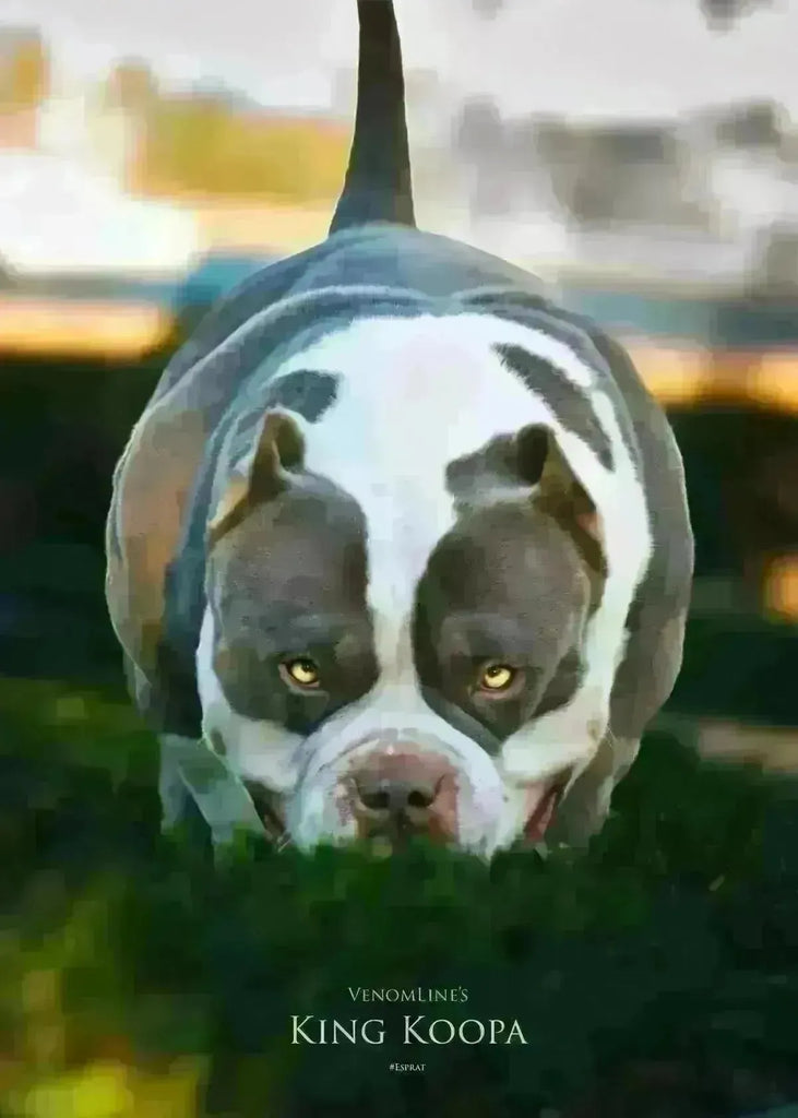 Venomline’s King Koopa: The Ultimate Pocket American Bully Stud-Venomline | Texas Size Bullies | Top Pocket Bully Kennel