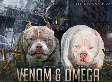 How to Become an American Bully Breeder (Step-by-Step Guide)