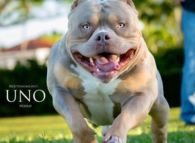 American Bully Coat Colors & Genetics (2025 Guide): Color Chart, Health Risks & Ethics