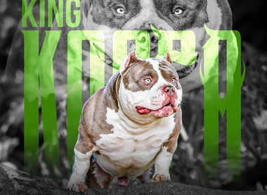 Top American Bully Studs 2025: Venomline Stud Guide (Koopa, Homicide, Mamba, UNO, Gizmo)