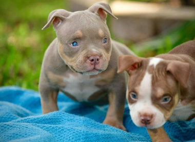 How Much Does an American Bully Puppy Cost? 2025 Price Guide