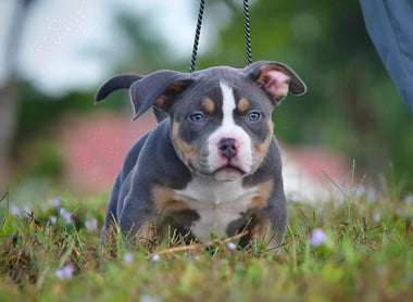 American Bully Puppies for Sale (2026) | Pocket & Micro Bully Litters