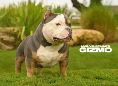 The $2 Billion American Bully Market (2025) — Prices, Stud Income, Costs & Forecast