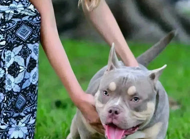 Is the Pocket Bully Banned in 2025? UK XL Bully Ban Explained (Pocket vs XL)