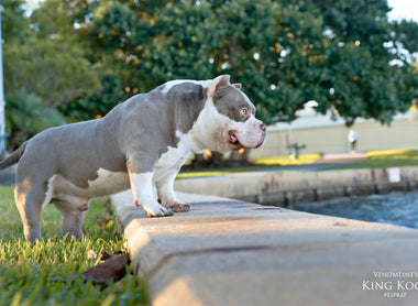 Micro Bully Stud Service (2025): Compact Studs With Structure & Bone