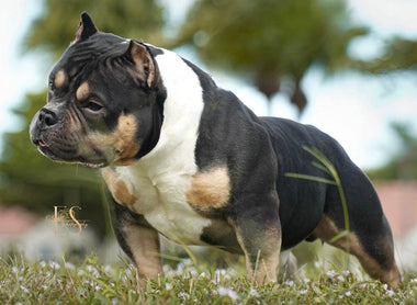 Micro vs Pocket vs Standard Bully vs XL Bully: 2025 Size Guide