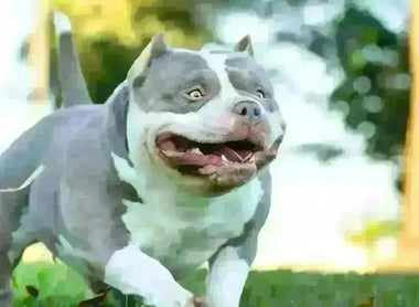 Pocket Bully Training Guide 2025: Fix Behavior Fast (Proven, Reward-Based)