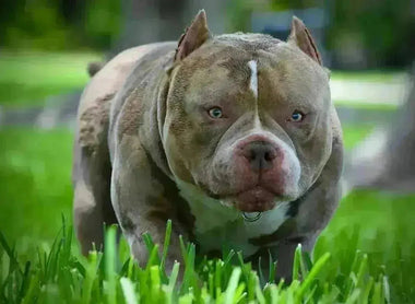 Louis V Line’s Venom “Chunk”: The American Bully Legend That Built Modern Bloodlines