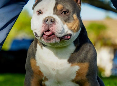 American Bully Market is Saturated in 2025: Why Quality Still Wins
