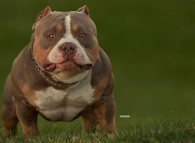 Tri Color Pit Bull & American Bully History & Genetics (2026)