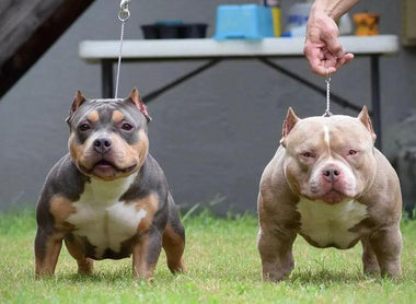 Which Bully Breed Is Best for Me? 2026 Match Guide (12 Breeds)