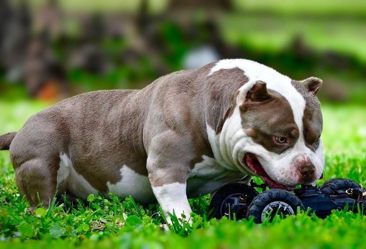 Mature Venomline Pocket Bully displaying lean muscle and balanced athletic conditioning