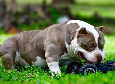 How to Build Muscle on a Pocket Bully Safely