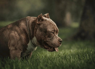 Venomline Legacy: The #1 Pocket Bully Bloodline Worldwide