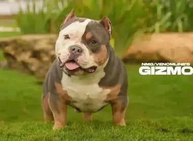 Venomline Pocket Bullies 2025: Legacy, Bloodline & Future