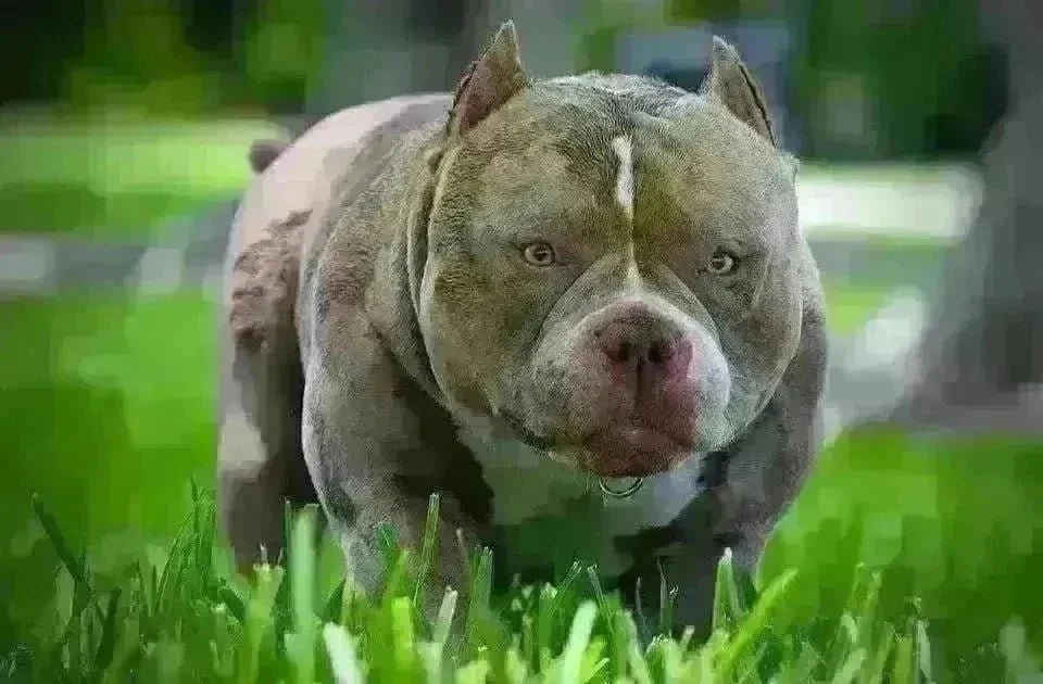 Venomline Pocket Bullies Blog Hub (2025): The Ultimate Knowledge Center for American Bully Owners, Breeders & Enthusiasts - Venomline Pocket Bully Breeders