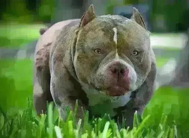 Venomline Pocket Bullies Blog Hub (2025): The Ultimate Knowledge Center for American Bully Owners, Breeders & Enthusiasts