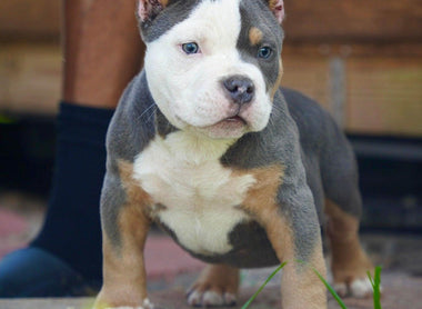 Venomline Pocket Bullies: January 2025 Update & Latest News