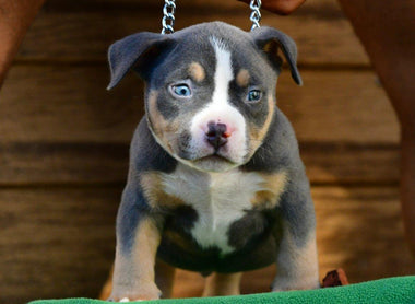 Venomline Pocket Bully Puppies for Sale 2025 — King Koopa Litters & New Studs