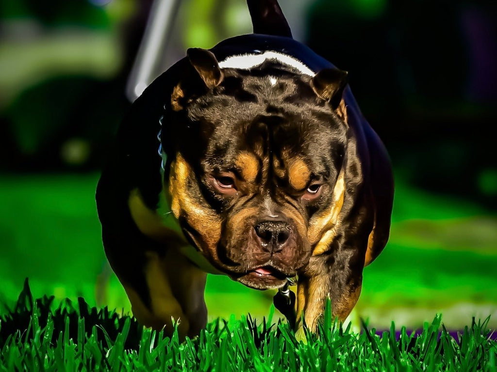 Venomline Pocket Bully Puppies for Sale 2025 — King Koopa Litters & New Studs-Venomline | Top Pocket American Bully Breeder
