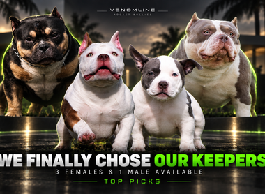 We Finally Chose Our Keepers — 3 Exceptional Females & Male Available
